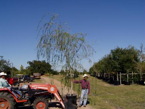 Weeping Willow -- 30 gal. Weeping Willow -- 30 gal.